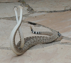 mating rattlers